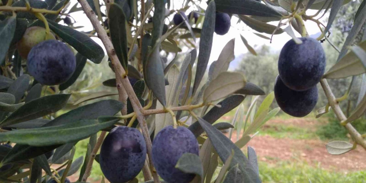 Eskişehir’de zeytin hasadı başladı