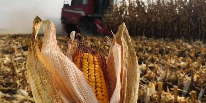 Mısır İthalatında Vergi %130’dan %5’e Düştü: 3 Milyon Tonluk Kontenjan Açıldı