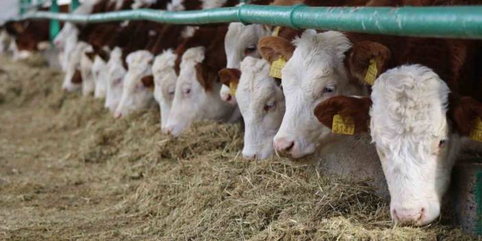 Kabus Hortladı! Aksaray’da Şap Alarmı: 9 Köy Karantinaya Alındı, Hayvan Hareketleri Yasaklandı