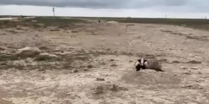 Eskil Şabanlı Yaylası’nda Doğanın Gizli Sakini: Porsuk Objektife Yansıdı