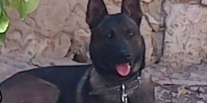 3 Yaşındaki Çocuğa Saldıran Köpeğin Sahibi Tutuklandı